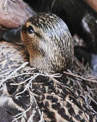 Утка, которая свила гнездо на Нижегородской ярмарке, стала мамой