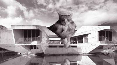 В Instagram соединили архитектуру с огромными котами и это великолепно!