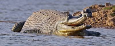 Ученые изучили останки гигантского австралийского крокодила, жившего около 5 млн лет назад