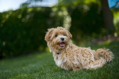 Вниманию собаководов: 5 правил, которые можно нарушать летом и даже нужно