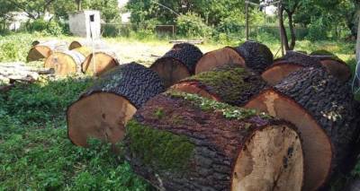 В Кахети выявили незаконную вырубку ценных пород деревьев