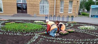 Цветы заполняют парки и скверы Петрозаводска