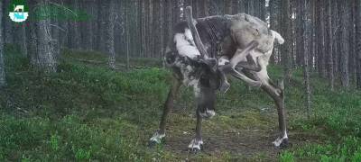 Чешушийся в лесу Карелии олень попал в видеоловушку (ВИДЕО)
