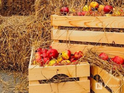 Многоядную муху-горбатку нашли в молдавских яблоках в Дзержинске