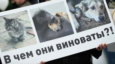 ВКонтакте против бездомных животных. В России массово блокируют сообщества зоозащитников