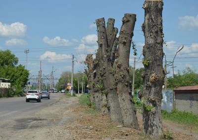 В Рязани более 12 тысяч деревьев признаны аварийными