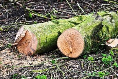 Юрий Галдун: У белгородцев много претензий к вырубке деревьев