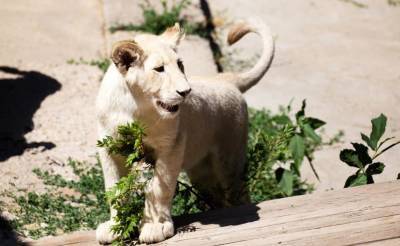 В ташкентский зоопарк из Южной Африки прибыли два белых львёнка