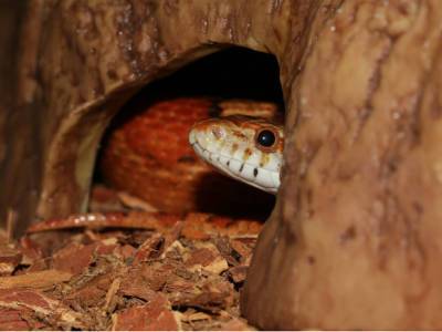 «Даже маленькие гадюшата ядовиты»: биолог объяснил, почему в Ленобласти встречается «аномально» много змей