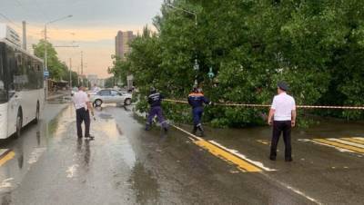 В Ростове из-за упавшего дерева перекрыто движение на улице Добровольского