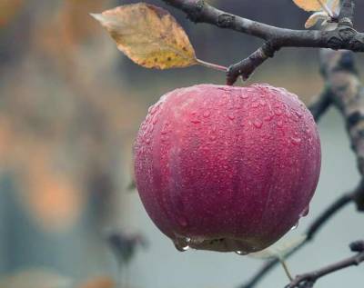 Эксперты раскрыли неожиданные полезные свойства яблок для организма человека