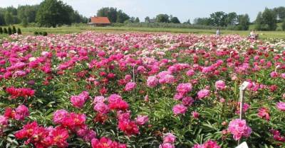 12 мест в Латвии, в которых можно полюбоваться на цветущие пионы