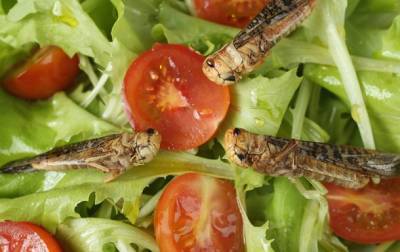 Почему насекомые вскоре станут обычной едой
