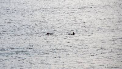 «Группа дельфинов в камуфляжных купальниках»: спасатели, сопровождавшие главу Крыма, заплыли в мемы