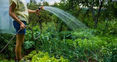 Секреты полива разных овощей — советы огородника