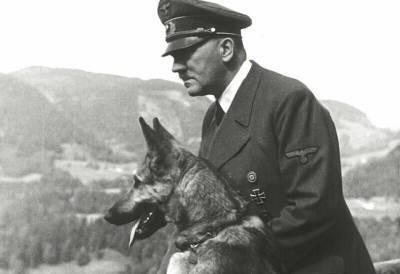 «Монстр Третьего Рейха»: зачем нацисты создавали собаку-убийцу
