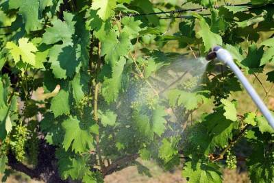 Профилактические обработки винограда – когда, как и чем