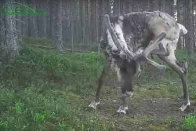 Северного оленя из заповедника в Карелии, пытающегося почесаться, зафиксировала фотоловушка