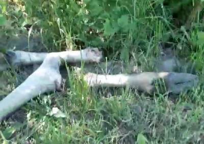 В Ломоносовском районе насмерть сбили лося, а затем разделали на мясо