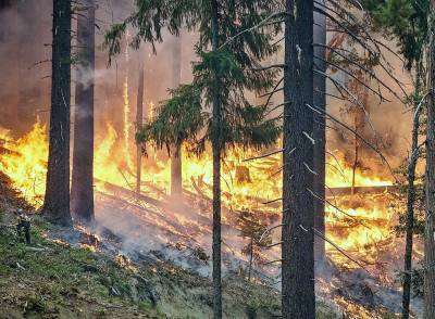 Площадь лесного пожара под Тюменью за сутки увеличилась в пять раз
