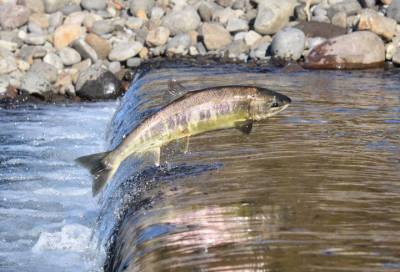 Более 700 особей лосося были выпущены в Нарву