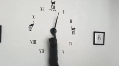 Повелитель часов: кошка нашла способ управлять временным континуумом (Видео)