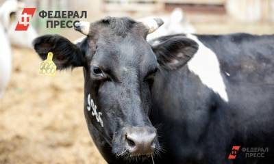 В Приморье привезли две сотни новых коров