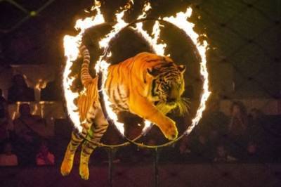 «Контактные зоопарки и использование животных в цирке»: в Украине усиливают права животных