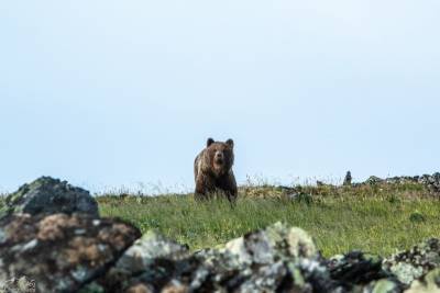 Туристам нацпарка "Югыд ва" посоветовали взять с собой отпугиватели медведей
