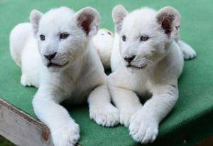 Двух белых львят доставили из Африки в зоопарк Ташкента