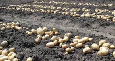 На севере Таджикистана разгар сбора раннего картофеля - dialog.tj - Таджикистан - район Гафуровский
