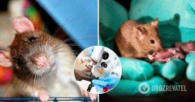 Самцов крыс заставили родить потомство китайские ученые