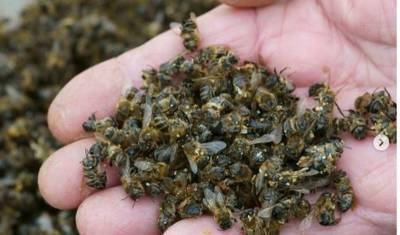 Власти Башкирии компенсируют пасечникам убытки от гибели пчелосемей