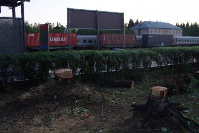 Сыктывкарцы пожаловались на массовую вырубку деревьев у железнодорожного вокзала
