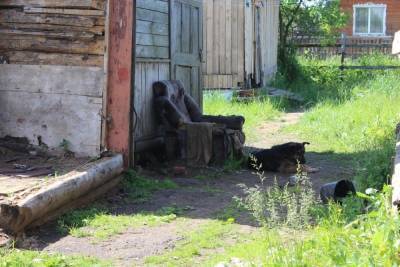 Собаки-каннибалы живьем съели домашнего пса в Тверской области