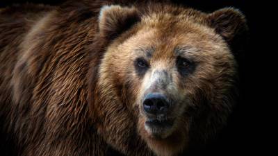 Медведь напал на людей в Японии: четверо пострадавших