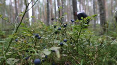 В лесах России собрали 338 тонн плодов и ягод в 2020 году