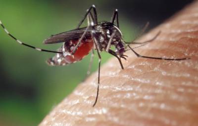 Треть спреев от комаров не содержит действующее вещество в нужном объеме