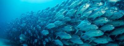 Южные рыбы мигрируют на север из-за глобального потепления
