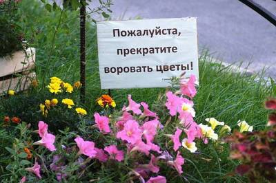 В Смоленске поймали серийного похитителя декоративных растений