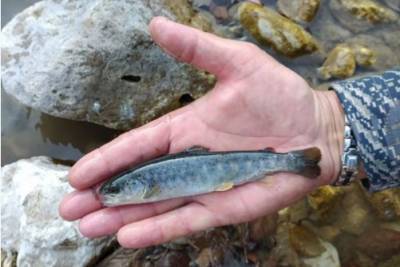 В Кабардино-Балкарии в притоки реки Терек выпустили 310 тыс. особей каспийского лосося