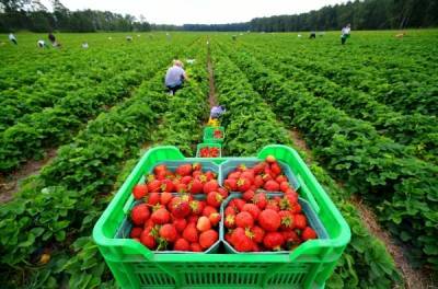 Подмосковные фермеры начали сбор ягод
