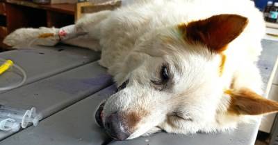 Била, душила и резала: в Никополе прохожие отобрали собаку у жестокой хозяйки (фото)