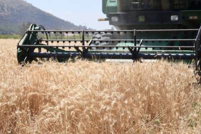 Минсельхоз сообщил о росте пошлины на экспорт пшеницы из России