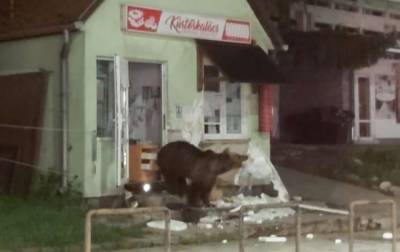 Румынский курортный город "оккупировали" медведи