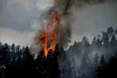 Пожар произошел в заповеднике "Денежкин камень" в Свердловской области