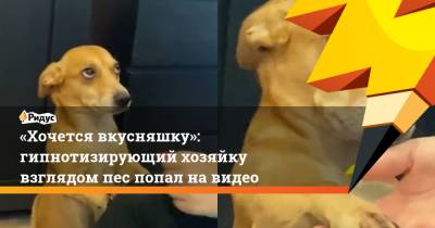 «Хочется вкусняшку»: гипнотизирующий хозяйку взглядом пес попал на видео