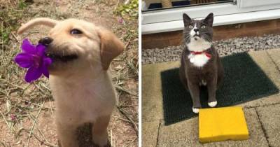 15 смешных котиков и собак, которые приносят хозяевам брокколи, камни, картошку, но только не тапочки