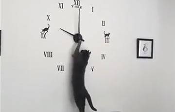 Научившаяся переводить стрелки часов кошка стала звездой Сети