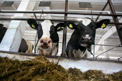 Пайщики уральской фермы пожаловались в Генпрокуратуру на рейдерский захват коров